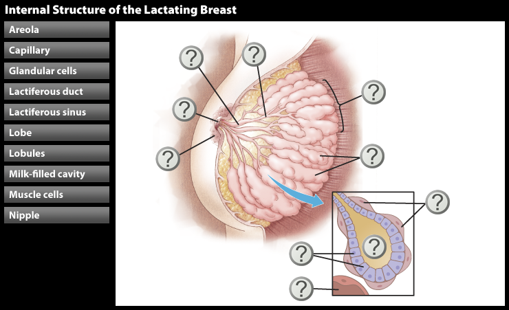 Breast Labelling Diagram