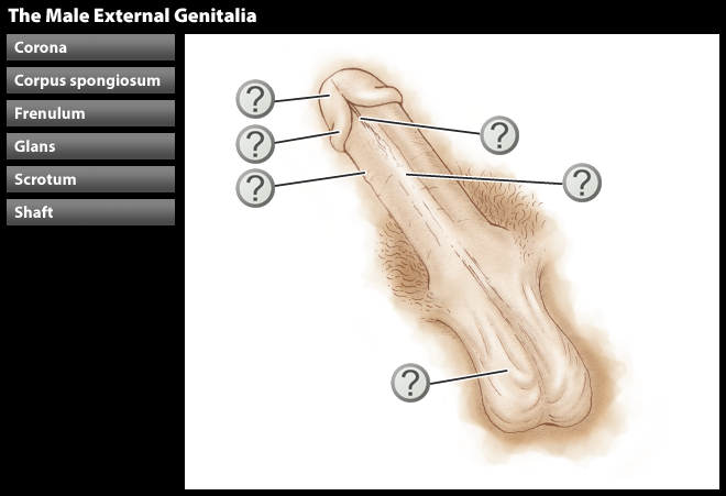 Discovering Human Sexuality 4e Activity 3.1 The Male External ...