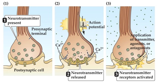 postsynaptic neurotransmitter receptors