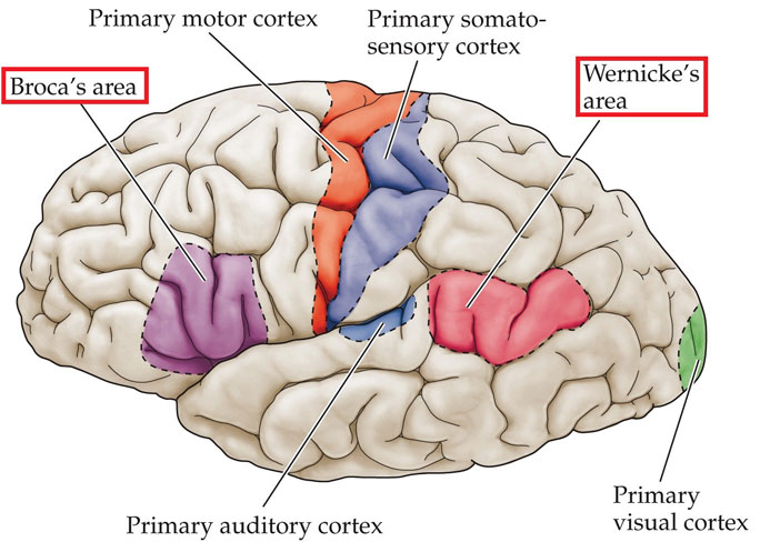 Web Essay 11 1 Studying Brain Areas For Language Processing